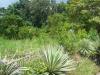 Photo of Lots/Land For sale in Panama, Chorrera, Panama, Panama - Chorrera