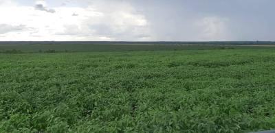 Farm/Ranch For sale in MATO GROSSO, MATO GROSSO, Brazil